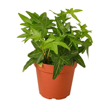 English Ivy Green California