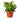 English Ivy Green California - 4" Pot - NURSERY POT ONLY