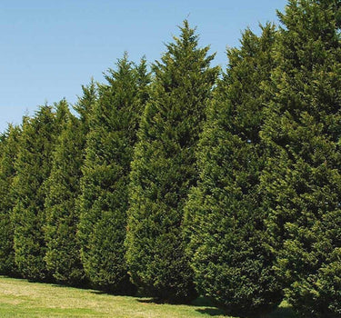 Leyland Cypress Tree
