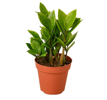 Zamioculcas Zamiifolia ZZ