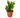 Zamioculcas Zamiifolia ZZ - 4" Pot -  NURSERY POT ONLY