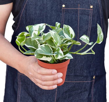 Pothos 'N'joy'