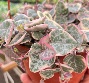 String of Hearts Variegated