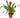 Guzmania Bromeliad 'Red'