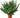 Jester's Crown Fern - 6" - NURSERY POT ONLY