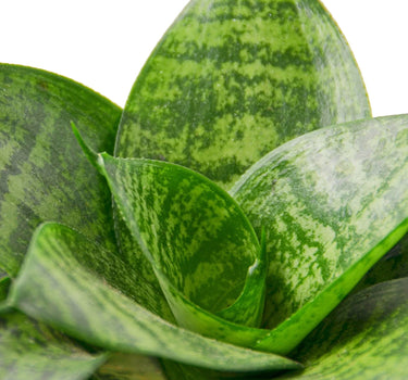 Snake Plant Black Robusta
