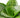 Snake Plant Black Robusta - 6" Pot - NURSERY POT ONLY