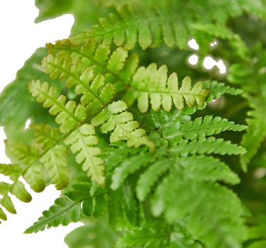 'Autumn' Fern