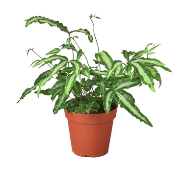 Pteris Cretica 'Albo Fern'