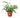 Pteris Cretica 'Albo Fern' - 4" Pot - NURSERY POT ONLY