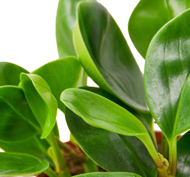 Peperomia Thailand