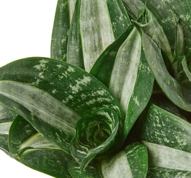 Snake Plant Silver Streak
