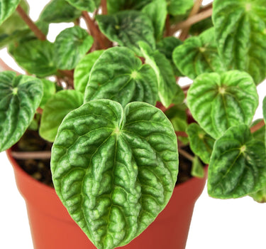 Peperomia 'Ripple' - 6" Pot - NURSERY POT ONLY