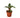 Calathea 'Beauty Star' - 4" Pot - NURSERY POT ONLY