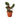 Calathea Roseopicta 'Medallion' - 4" Pot - NURSERY POT ONLY