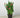 Calla Lily