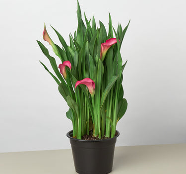 Calla Lily