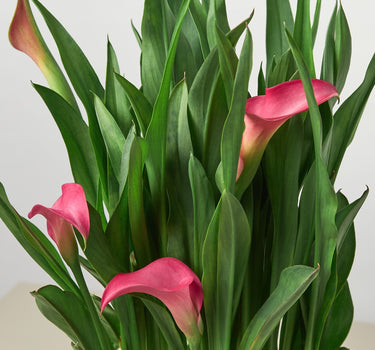 Calla Lily