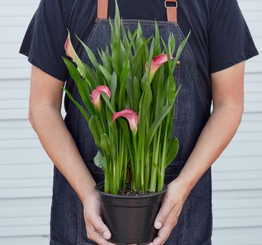 Calla Lily