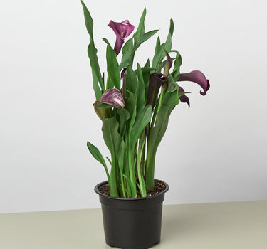 Calla Lily