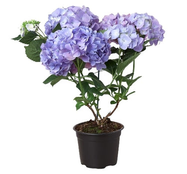 Blue Hydrangea