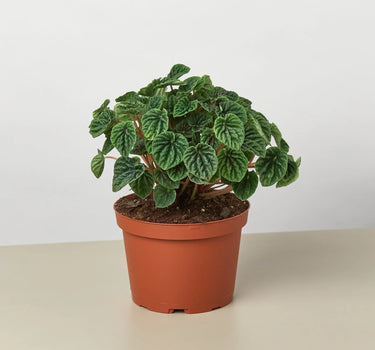 Peperomia 'Ripple'
