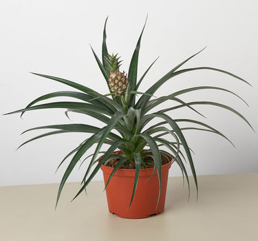 Bromeliad 'Yellow Pineapple' - 6" Pot