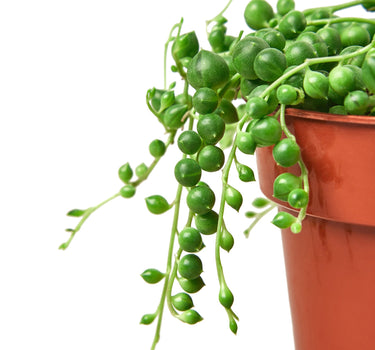 Succulent 'String of Pearls'