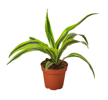 Dracaena 'Lemon Lime'