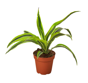 Dracaena Deremensis 'Lemon Lime' - 4" Pot - NURSERY POT ONLY