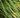 Dwarf Maiden Grass