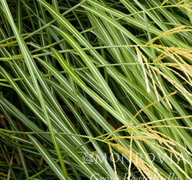 Dwarf Maiden Grass