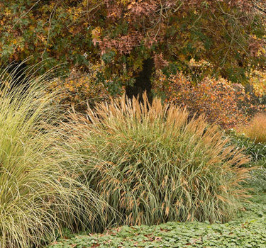 Adagio Maiden Grass