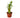Dracaena 'Lucky Bamboo'