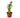 Dracaena 'Lucky Bamboo' - 4" Pot - NURSERY POT ONLY