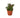 Nematanthus Black Goldfish Plant