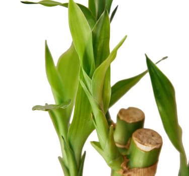 Dracaena 'Lucky Bamboo'