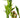 Dracaena 'Lucky Bamboo' - 6" Pot - NURSERY POT ONLY