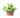 Sedum 'White Stone Crop' Succulent