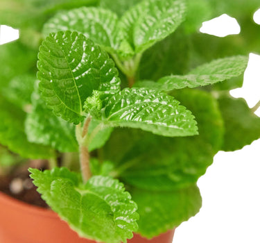 Pilea 'Crinkle'