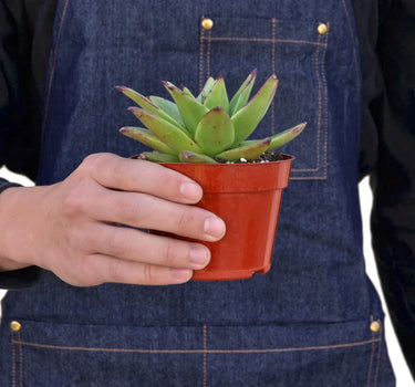 Lipstick Echeveria