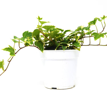 English Ivy 'Eva'