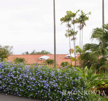 Royal Cape® Plumbago
