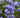 Royal Cape® Plumbago