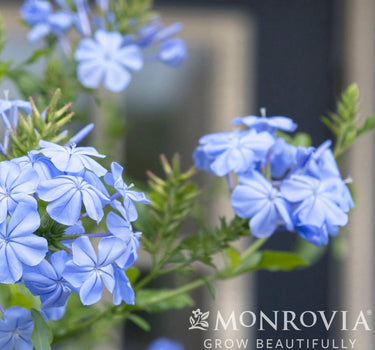 Royal Cape® Plumbago