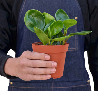 Peperomia Thailand