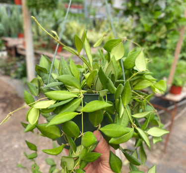 Hoya 'Burtoniae'