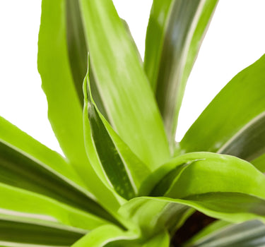 Dracaena 'Lemon Lime'