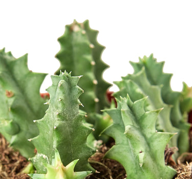 Lifesaver Cactus