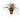 Bromeliad Cyanea 'Pink Quill'